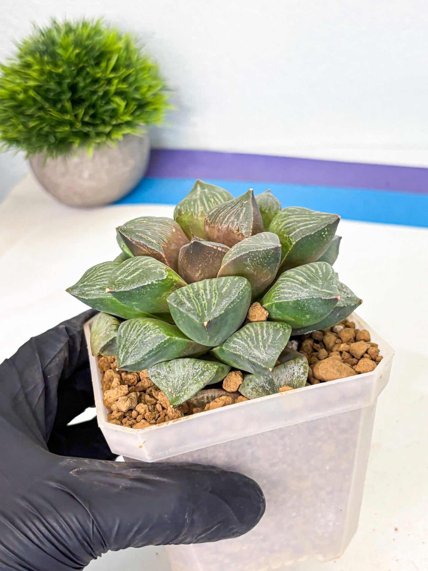 MATURE Haworthia Picta (wa) (13) | Rare Succulent