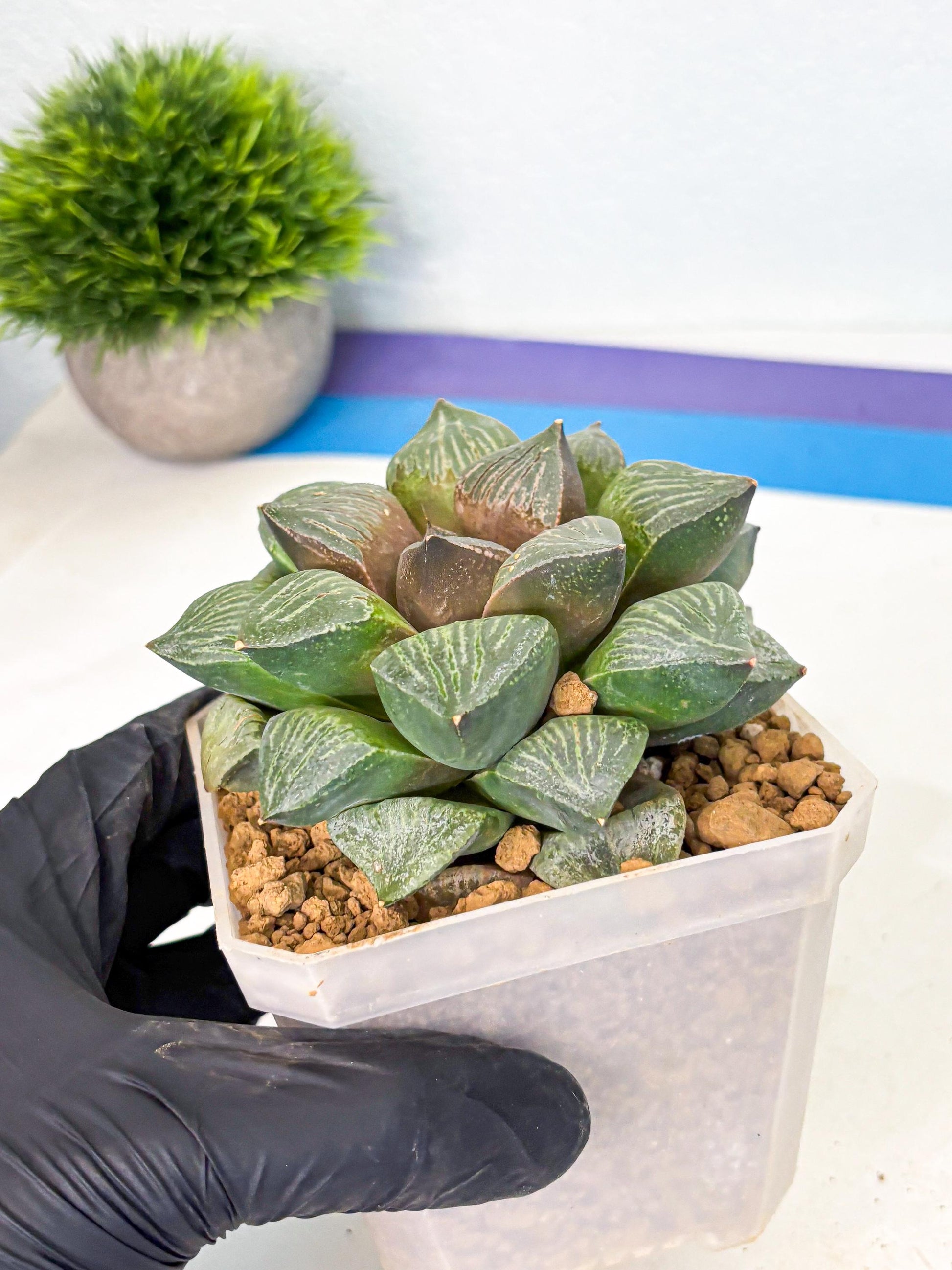 MATURE Haworthia Picta (wa) (13) | Rare Succulent