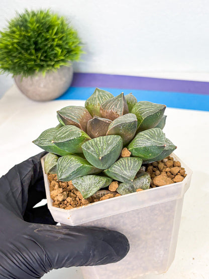 MATURE Haworthia Picta (wa) (13) | Rare Succulent