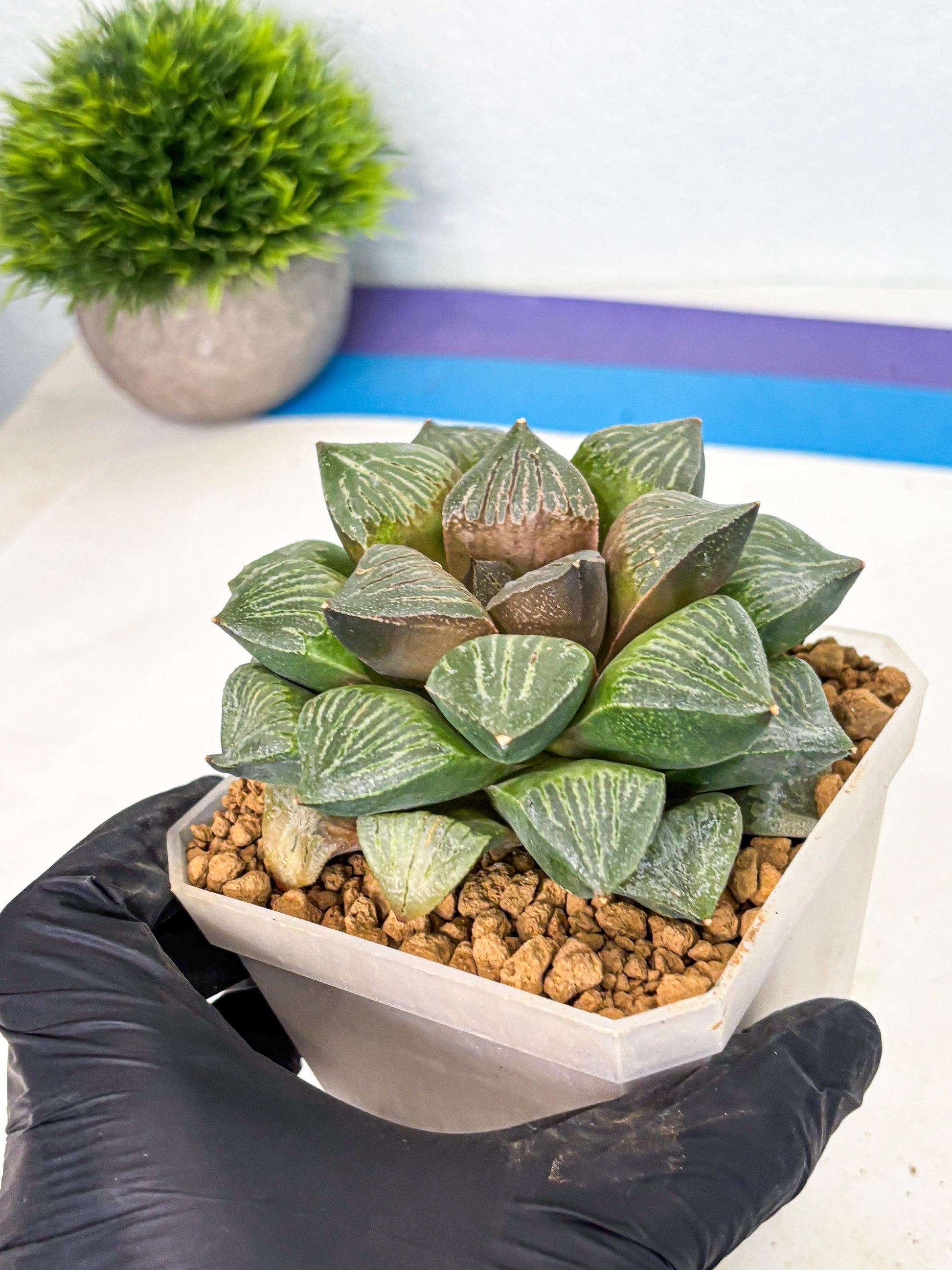 MATURE Haworthia Picta (wa) (13) | Rare Succulent