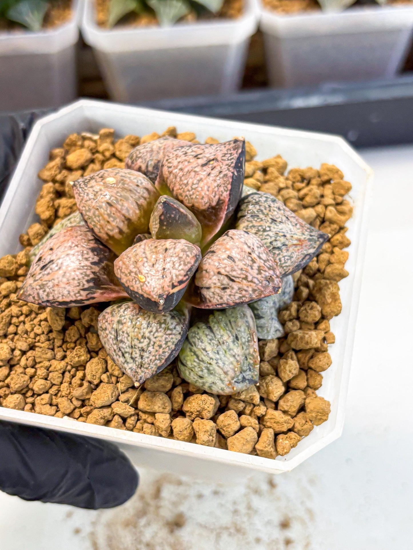 MATURE Haworthia Totoro Var (wa) (14) | Rare Succulent