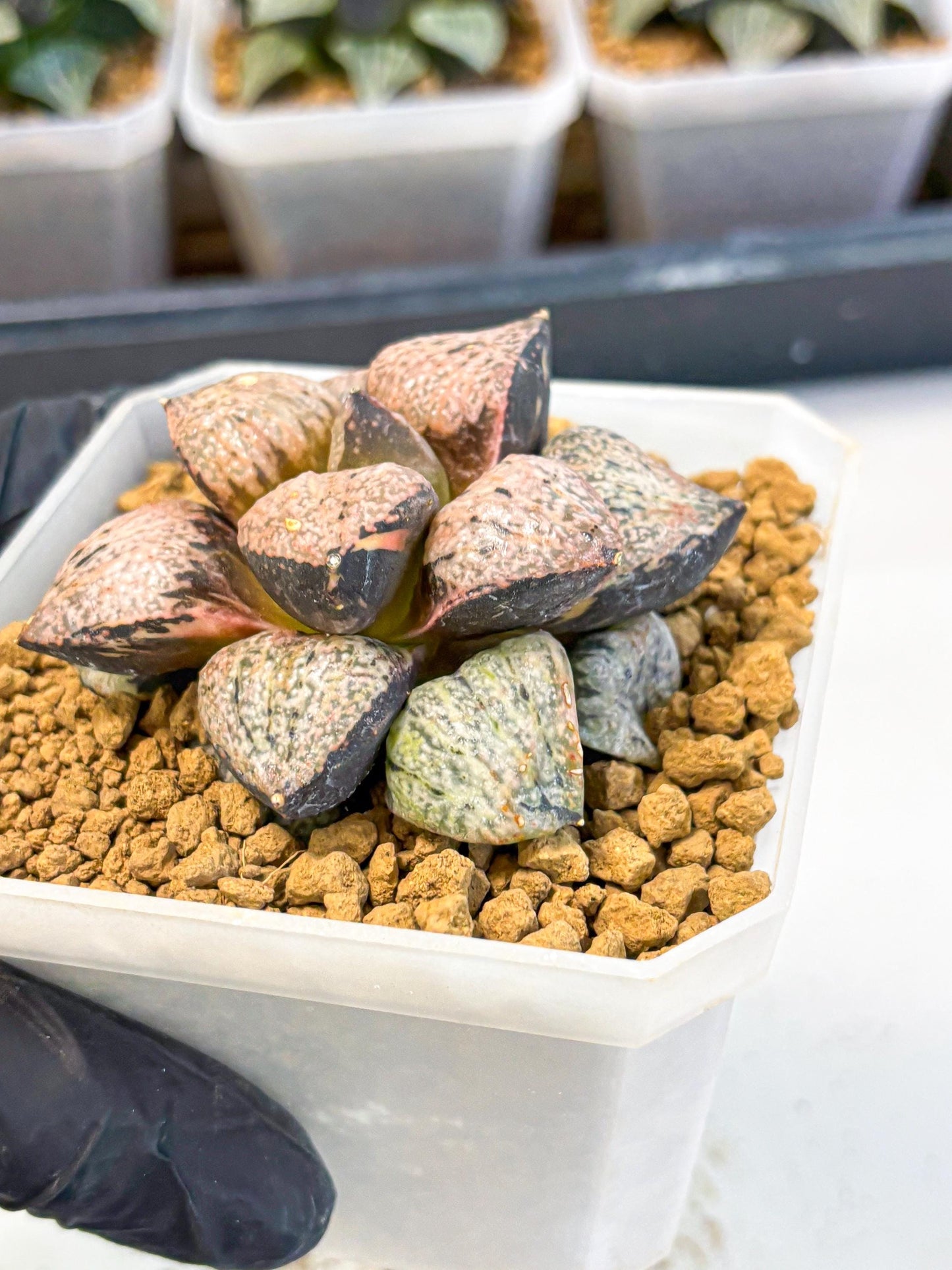 MATURE Haworthia Totoro Var (wa) (14) | Rare Succulent