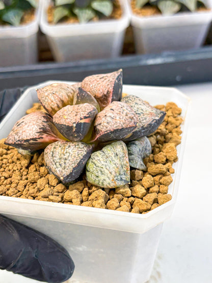 MATURE Haworthia Totoro Var (wa) (14) | Rare Succulent