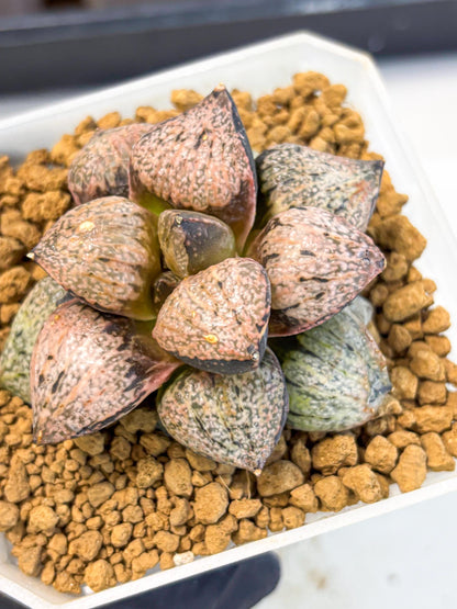 MATURE Haworthia Totoro Var (wa) (14) | Rare Succulent