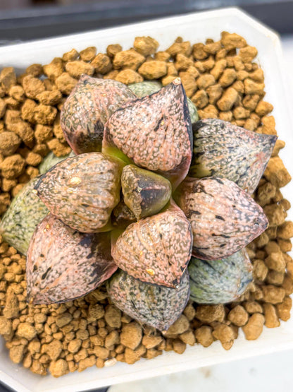 MATURE Haworthia Totoro Var (wa) (14) | Rare Succulent