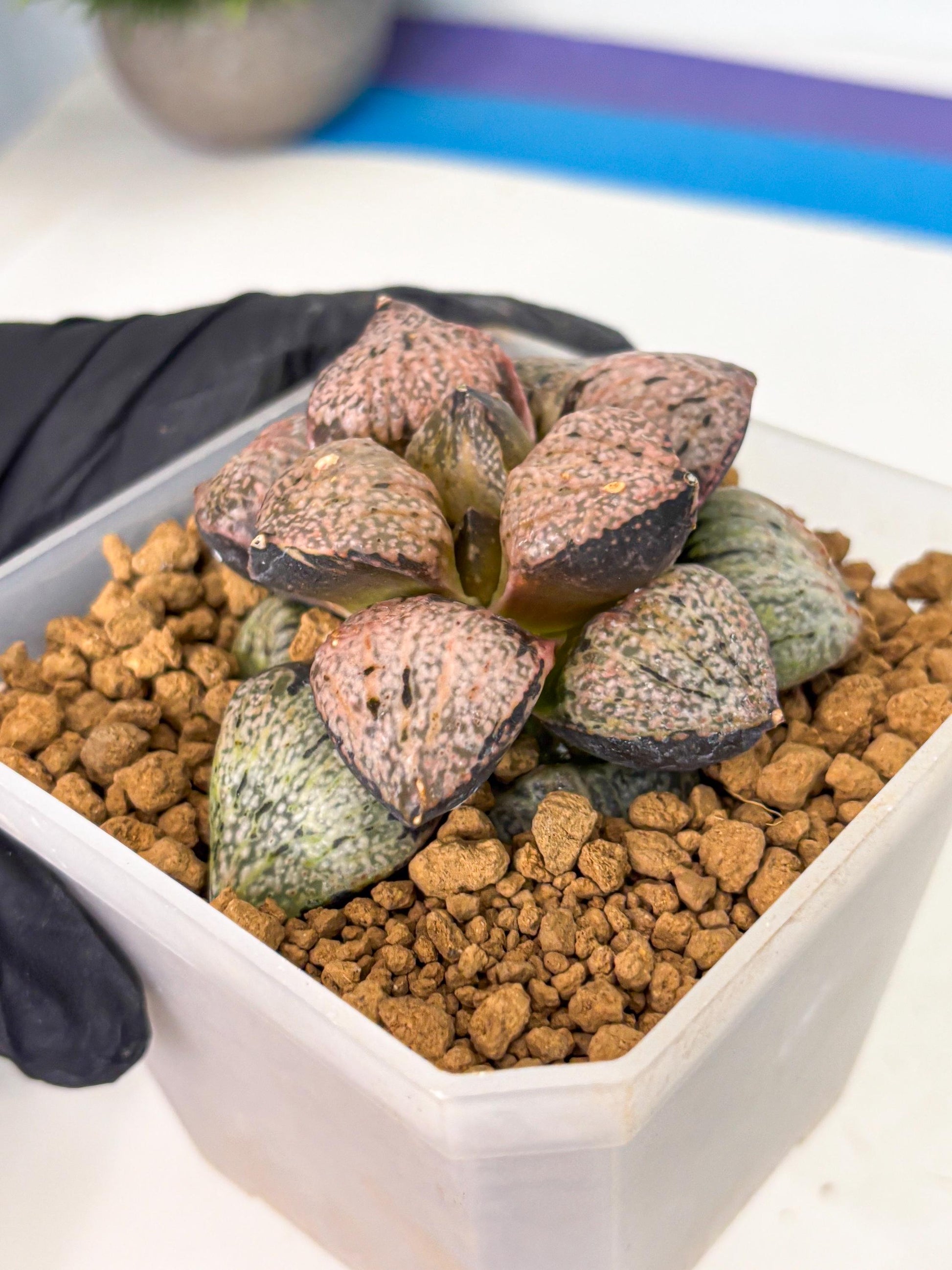 MATURE Haworthia Totoro Var (wa) (14) | Rare Succulent