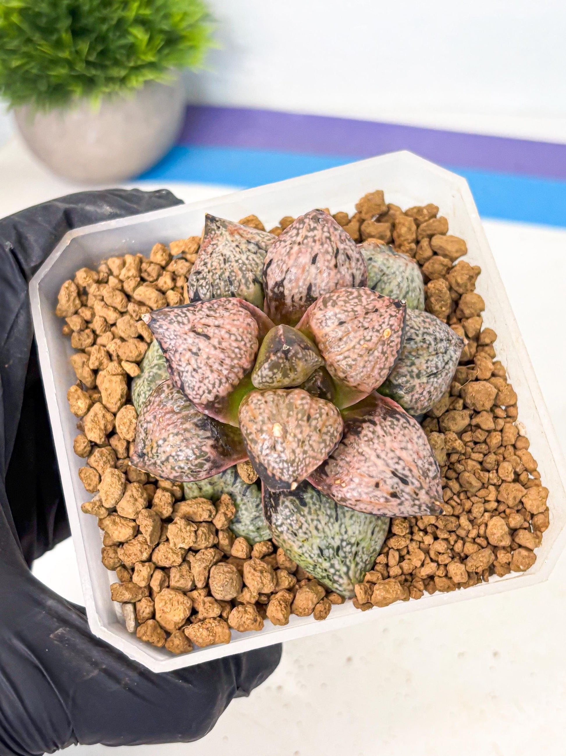MATURE Haworthia Totoro Var (wa) (14) | Rare Succulent