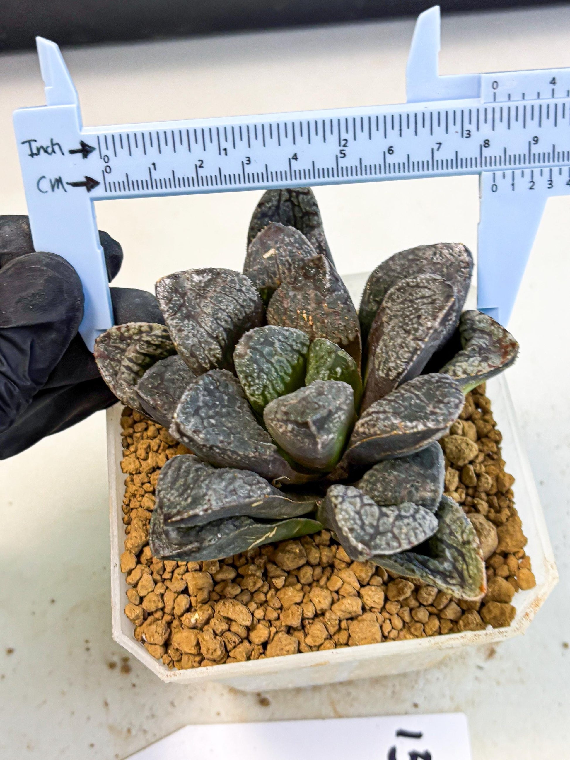 MATURE Haworthia Mordor (wa) (15) | Rare Succulent