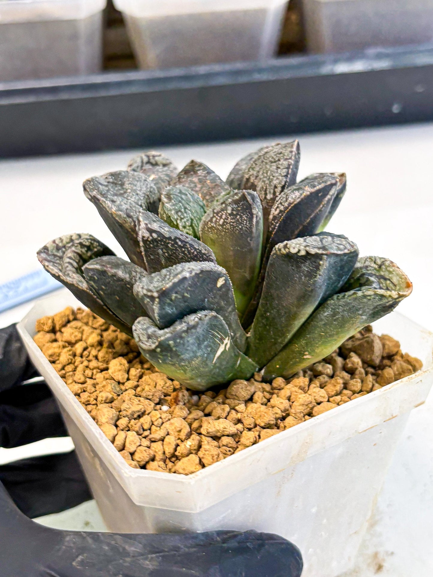 MATURE Haworthia Mordor (wa) (15) | Rare Succulent