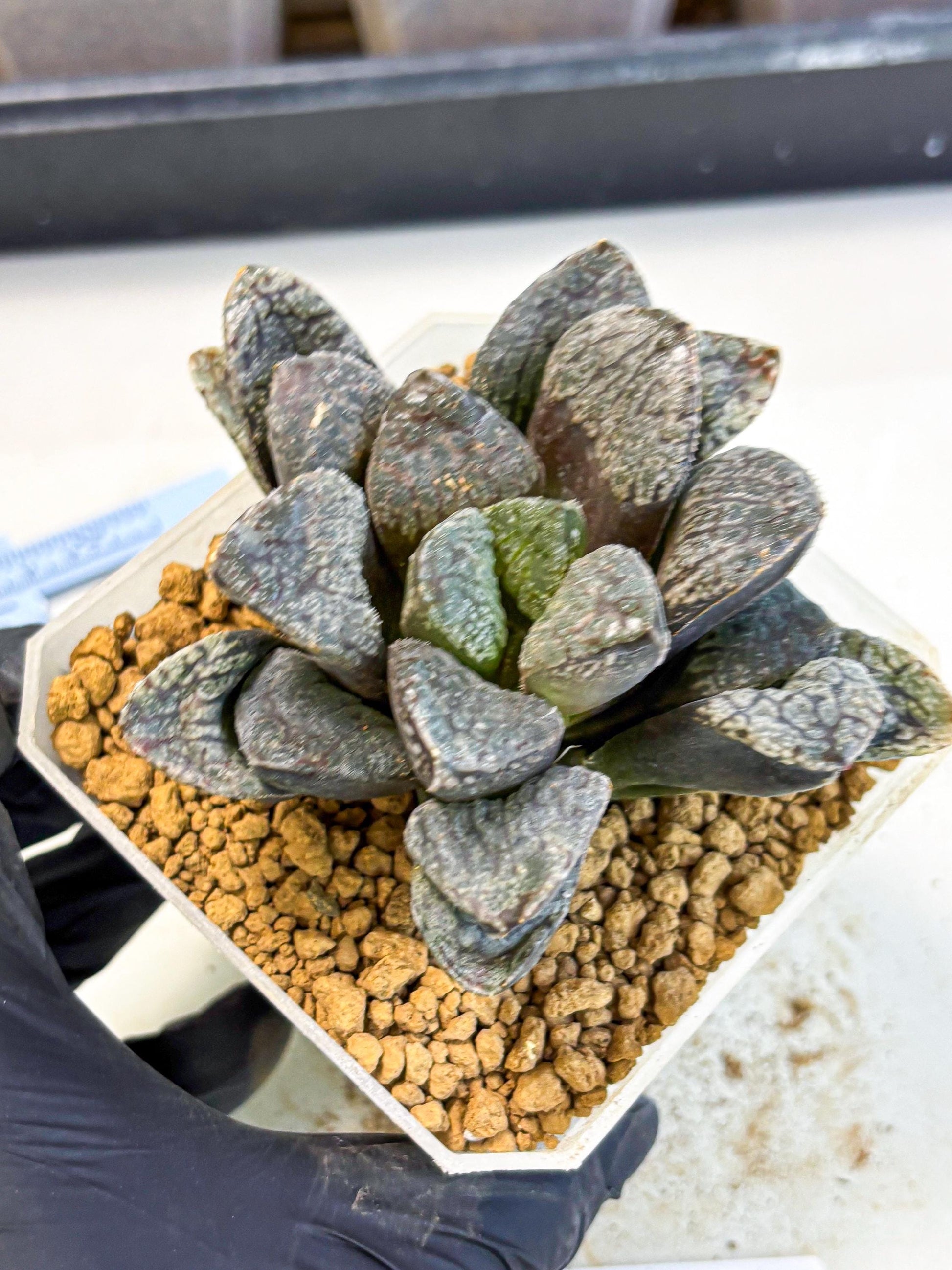MATURE Haworthia Mordor (wa) (15) | Rare Succulent