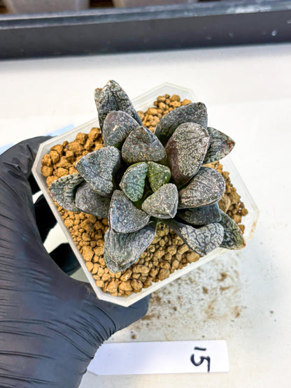 MATURE Haworthia Mordor (wa) (15) | Rare Succulent