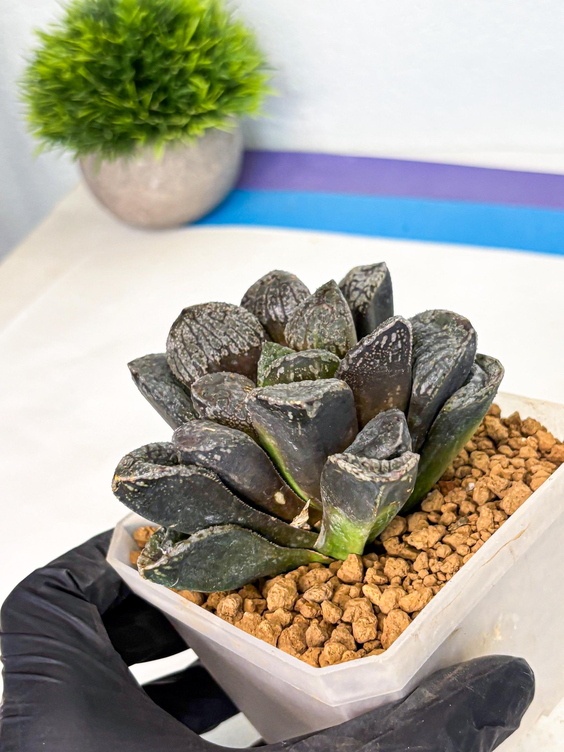 MATURE Haworthia Mordor (wa) (15) | Rare Succulent