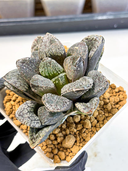 MATURE Haworthia Mordor (wa) (15) | Rare Succulent