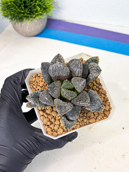 MATURE Haworthia Mordor (wa) (15) | Rare Succulent