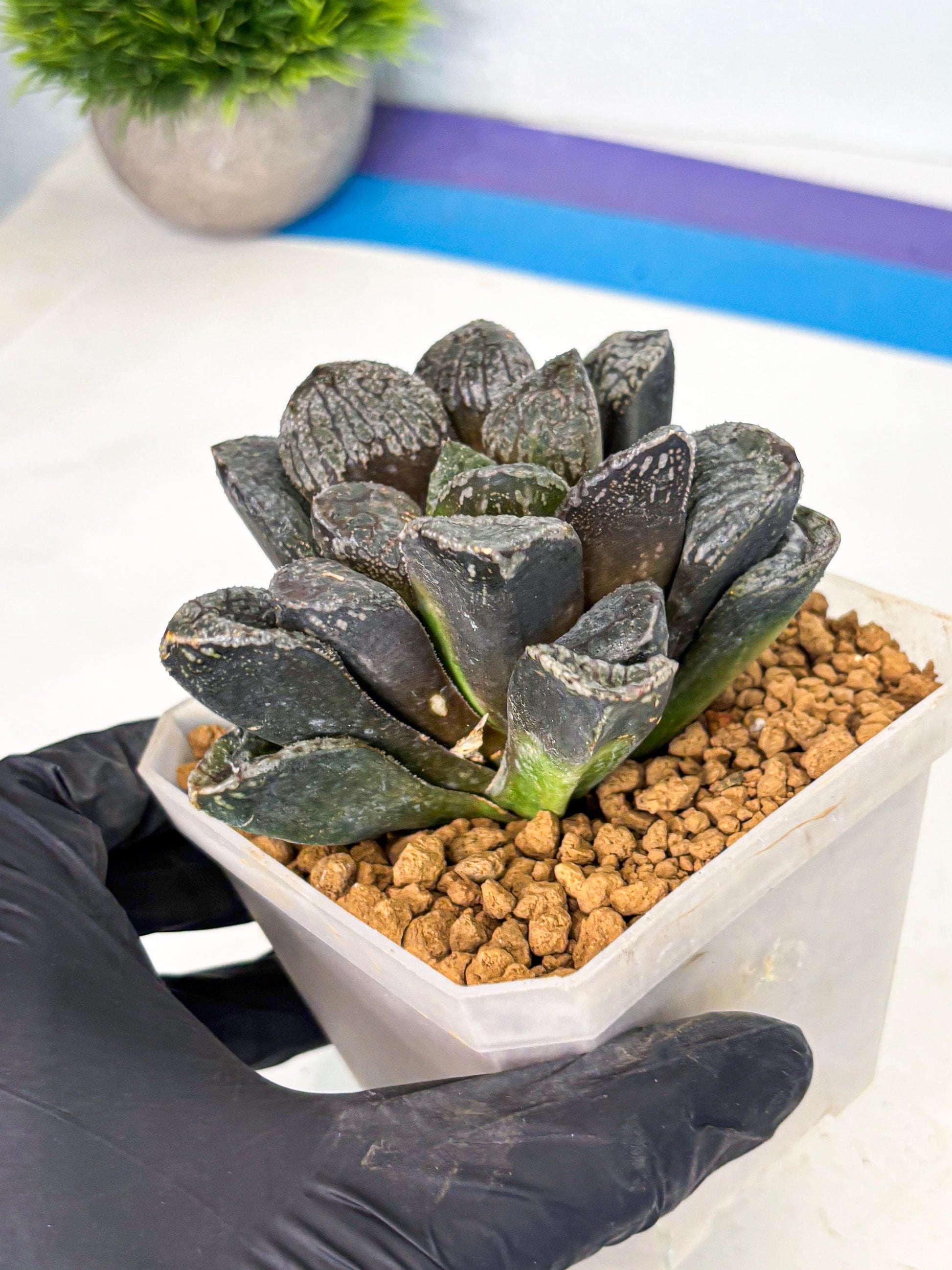 MATURE Haworthia Mordor (wa) (15) | Rare Succulent