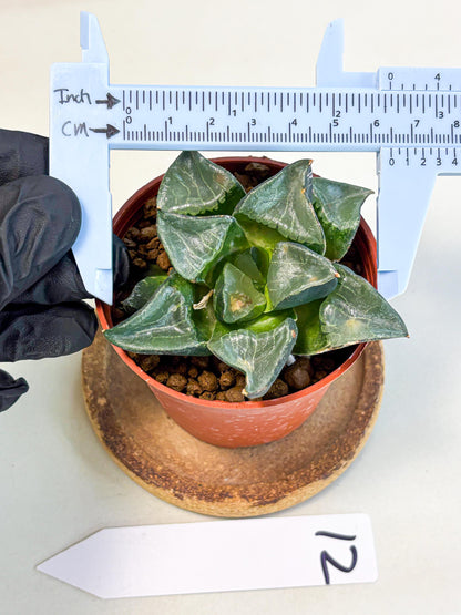 Haworthia Long Xi (wa5) (r12) | Hong Kong Import