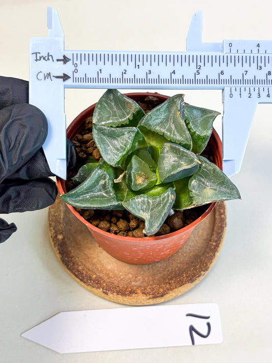 Haworthia Long Xi (wa5) (r12) | Hong Kong Import