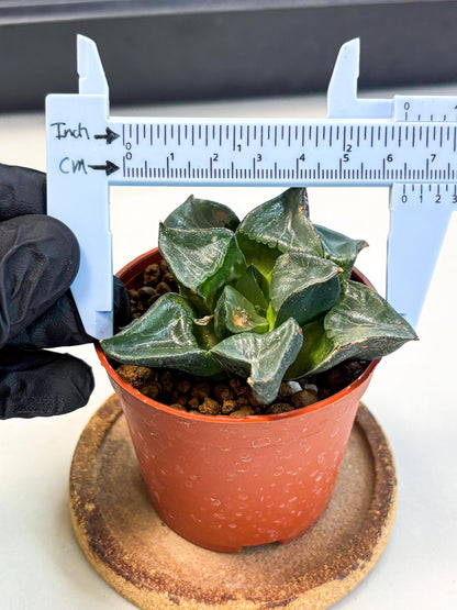Haworthia Long Xi (wa5) (r12) | Hong Kong Import