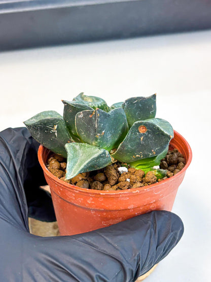 Haworthia Long Xi (wa5) (r12) | Hong Kong Import