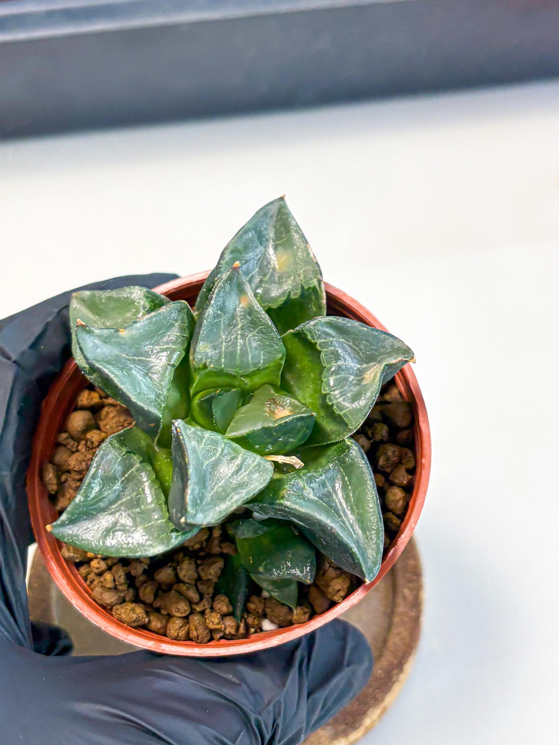 Haworthia Long Xi (wa5) (r12) | Hong Kong Import