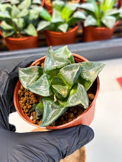 Haworthia Long Xi (wa5) (r12) | Hong Kong Import
