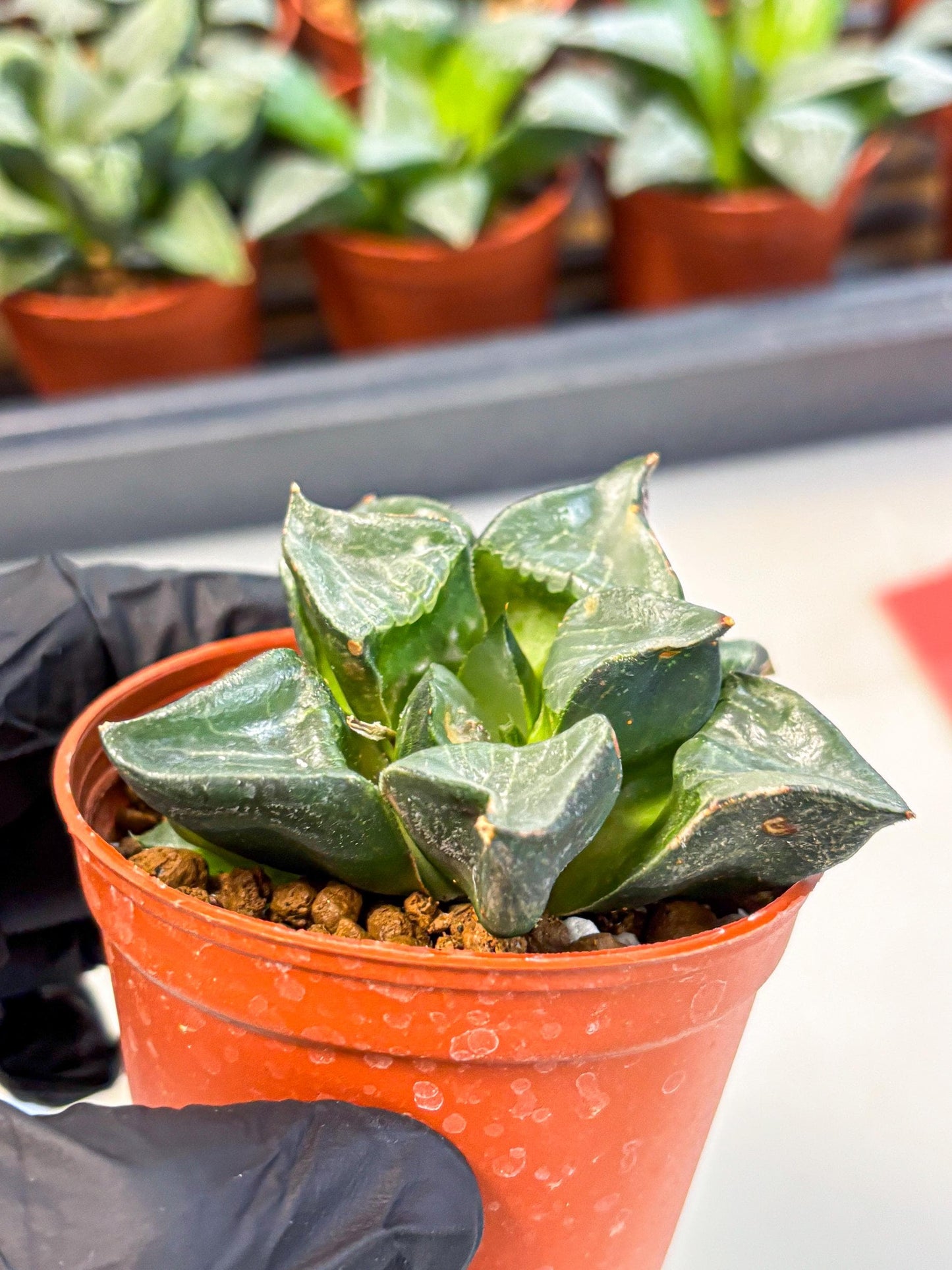 Haworthia Long Xi (wa5) (r12) | Hong Kong Import