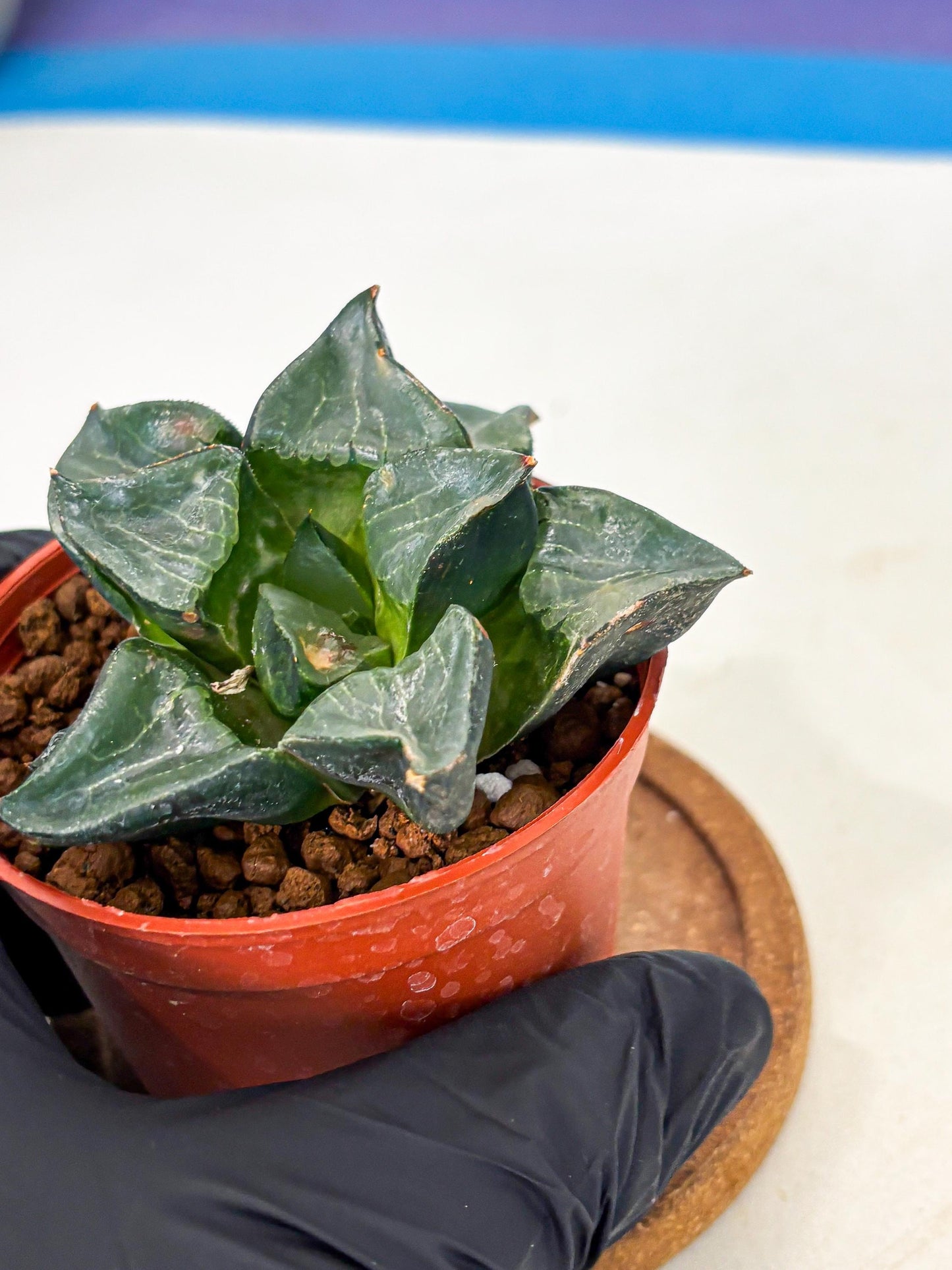 Haworthia Long Xi (wa5) (r12) | Hong Kong Import