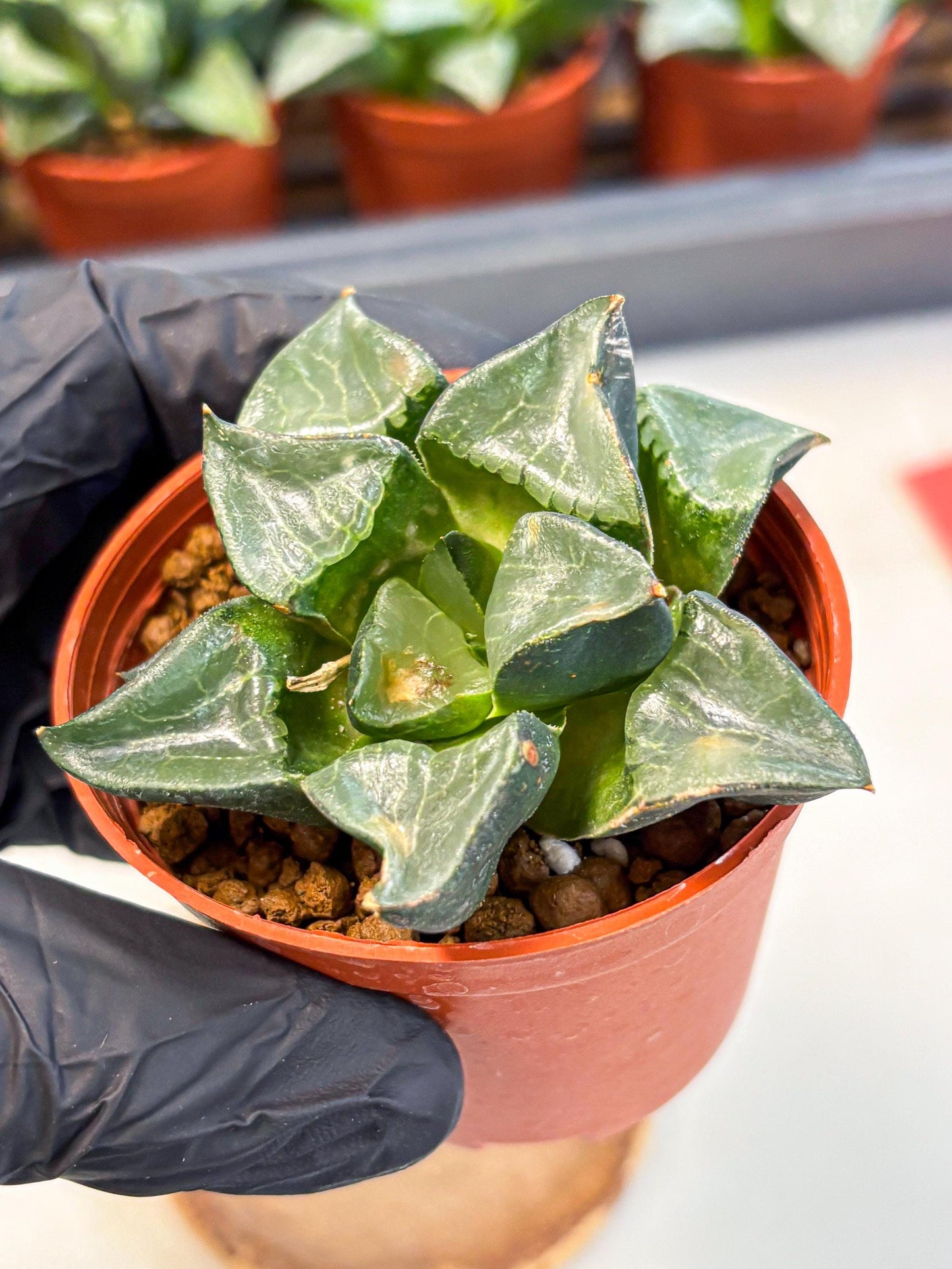 Haworthia Long Xi (wa5) (r12) | Hong Kong Import