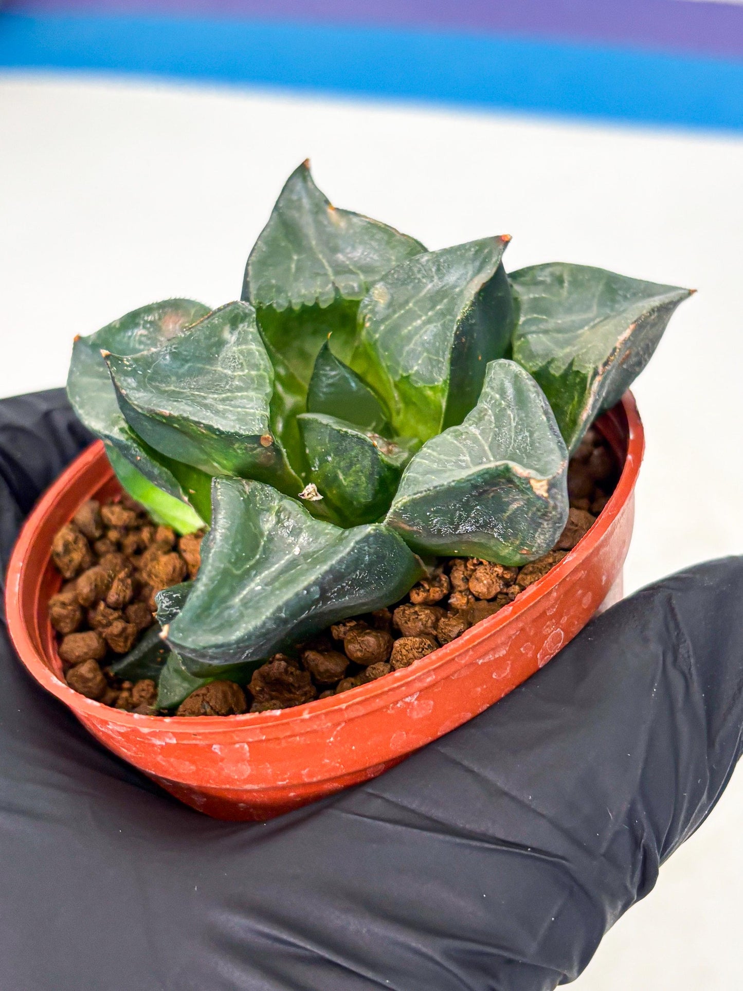 Haworthia Long Xi (wa5) (r12) | Hong Kong Import