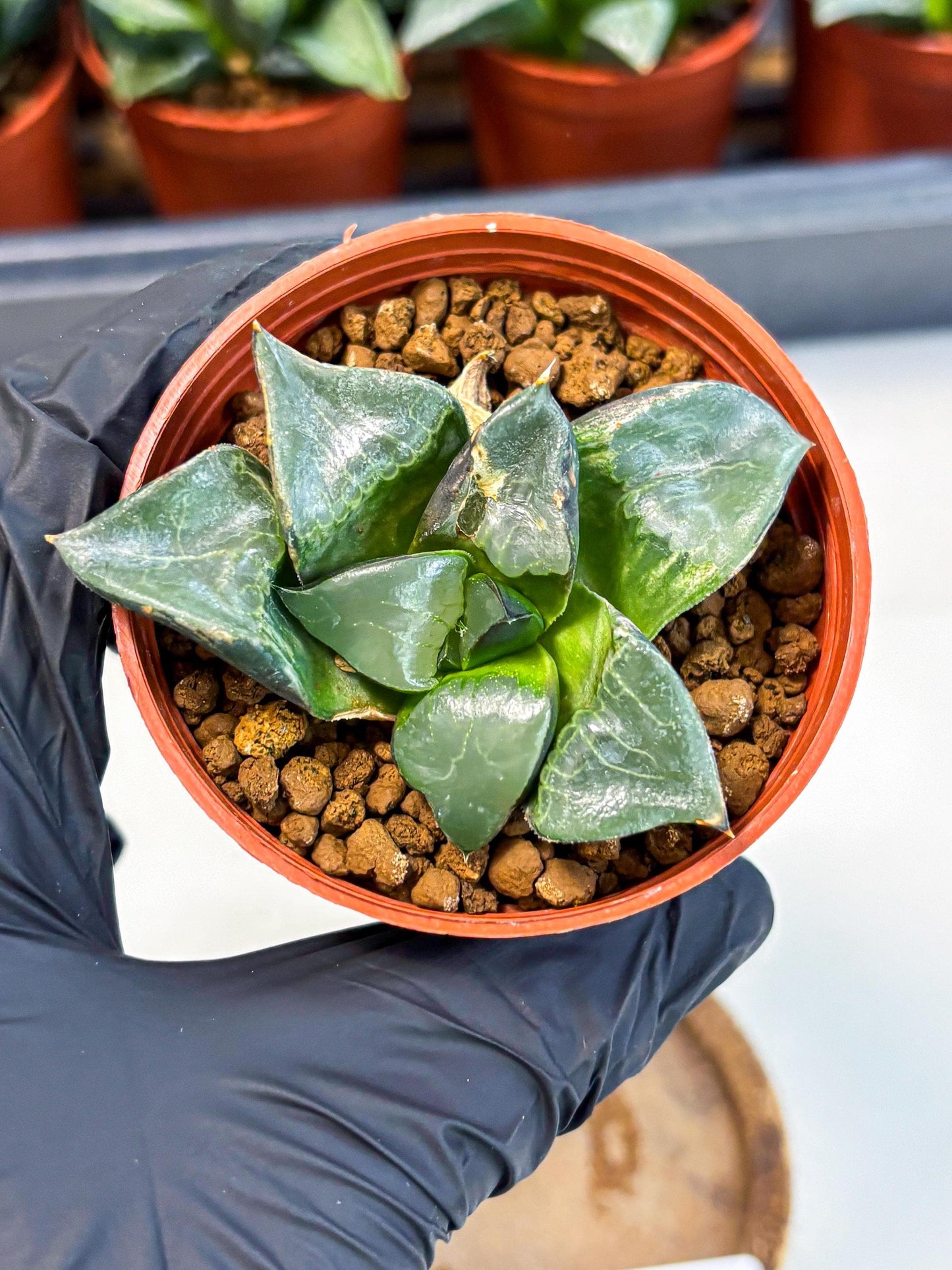 Haworthia Long Xi (wa5) (r13) | Hong Kong Import