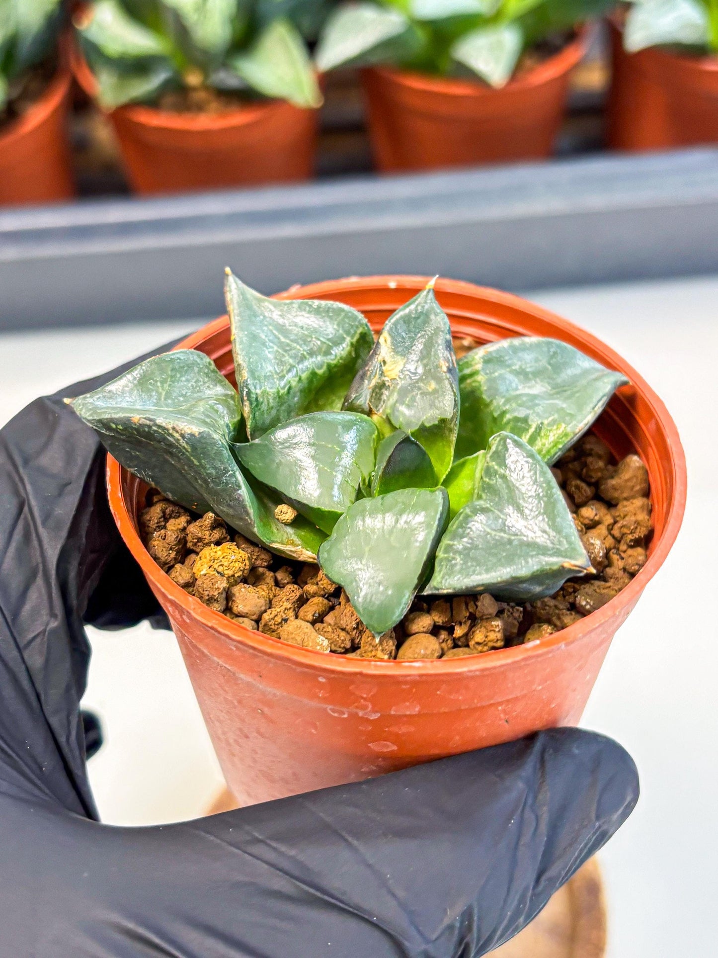 Haworthia Long Xi (wa5) (r13) | Hong Kong Import