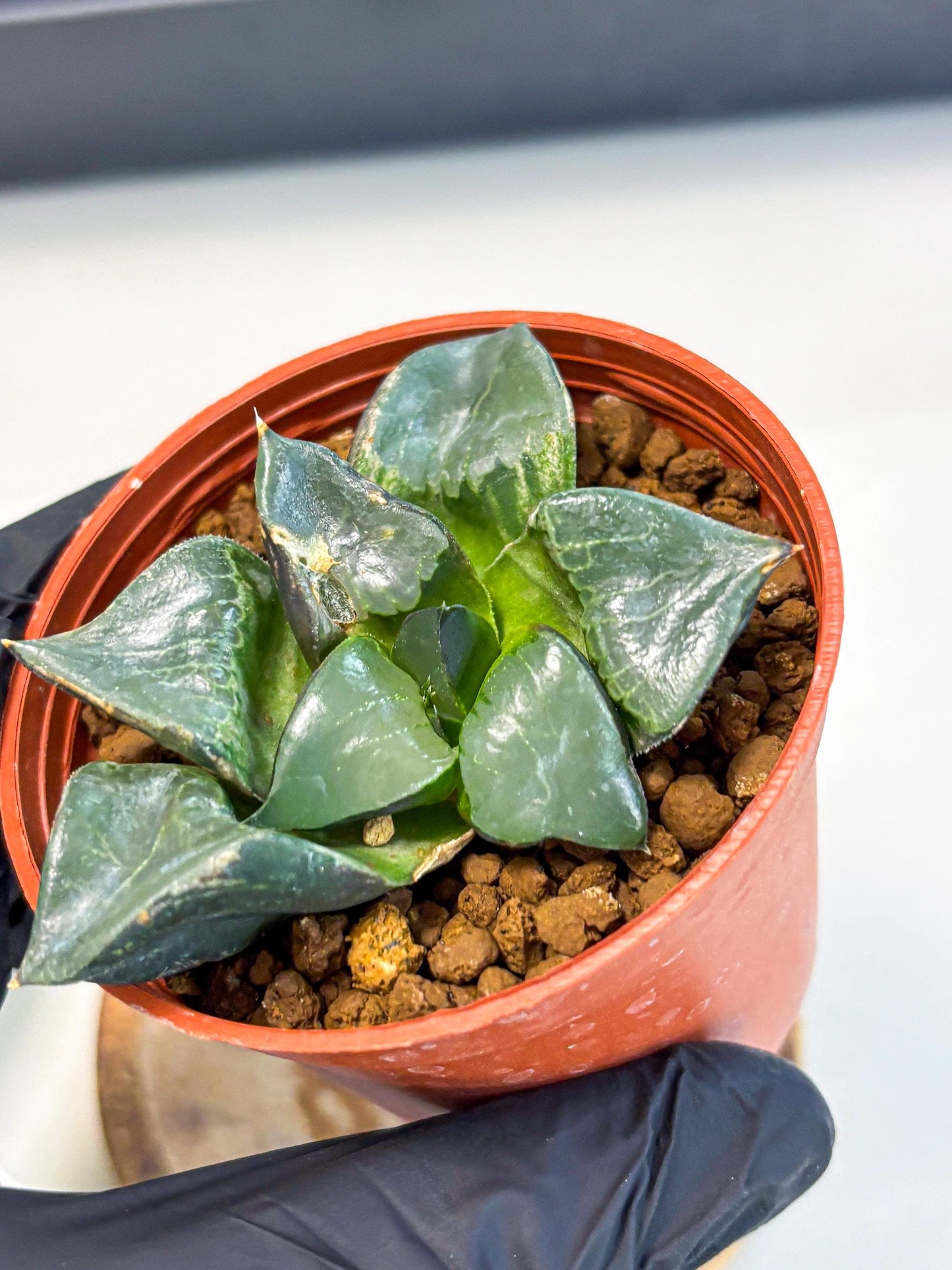 Haworthia Long Xi (wa5) (r13) | Hong Kong Import