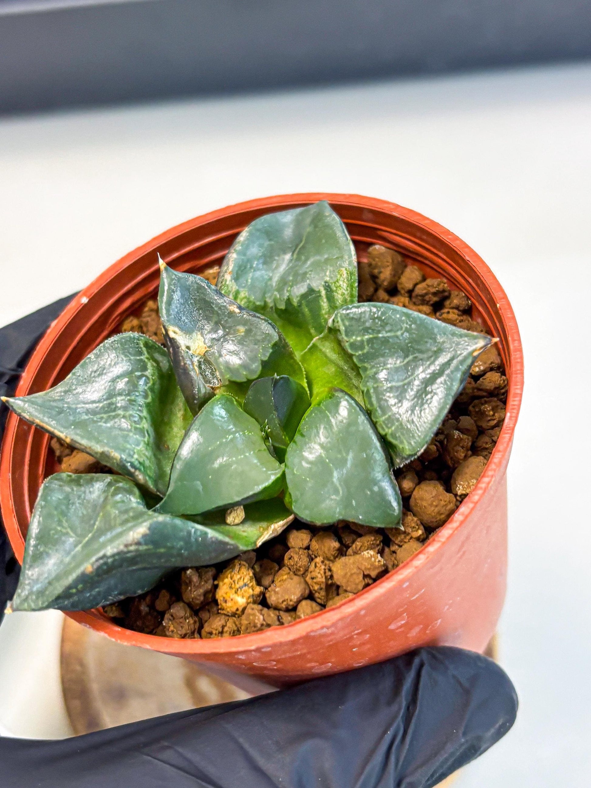 Haworthia Long Xi (wa5) (r13) | Hong Kong Import