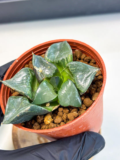 Haworthia Long Xi (wa5) (r13) | Hong Kong Import