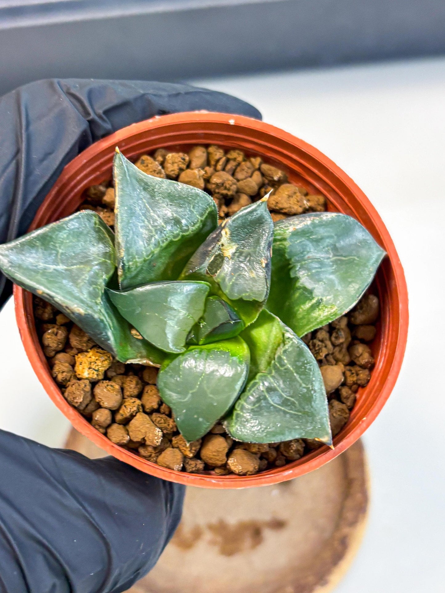 Haworthia Long Xi (wa5) (r13) | Hong Kong Import