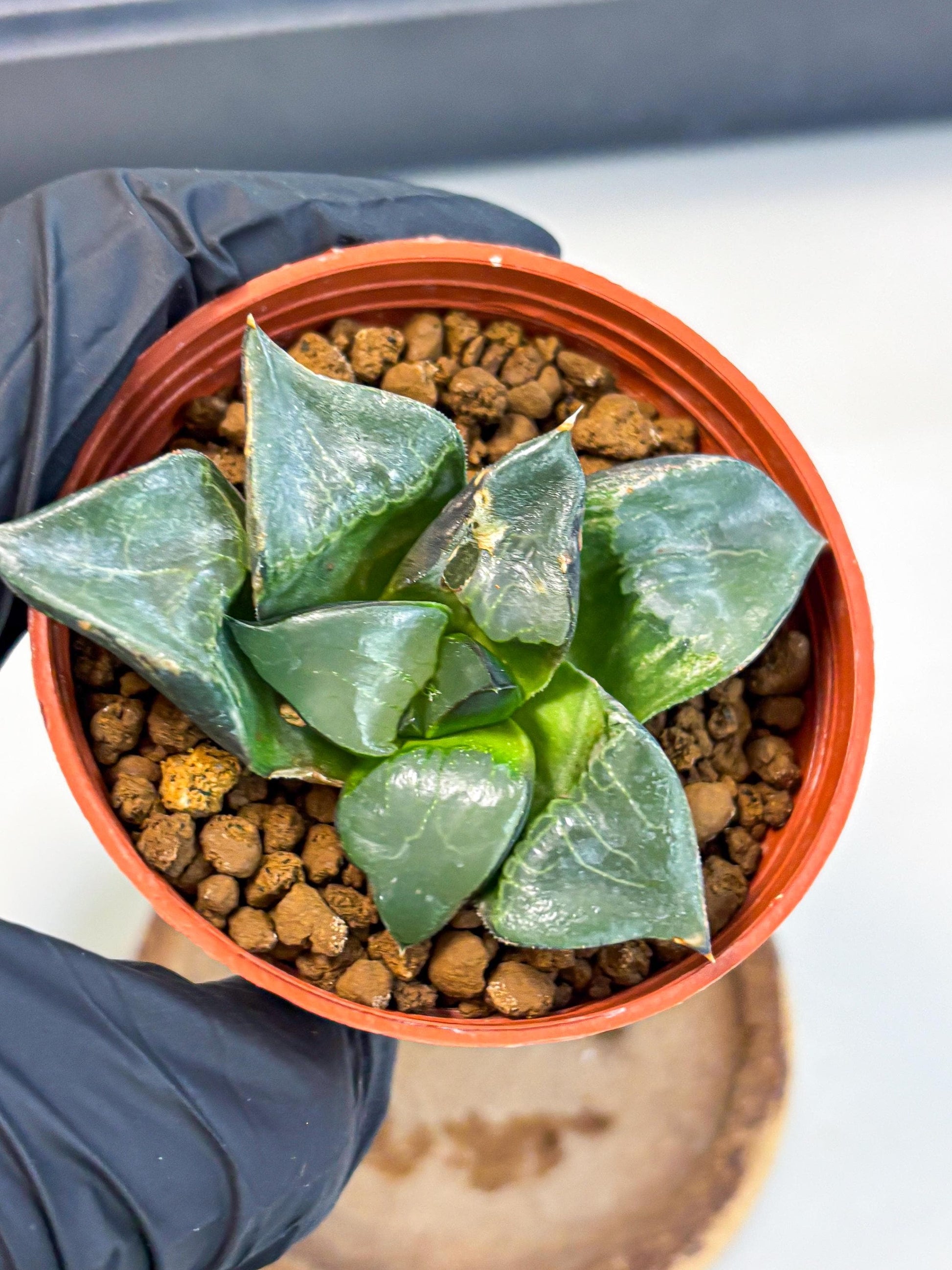Haworthia Long Xi (wa5) (r13) | Hong Kong Import