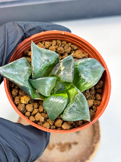Haworthia Long Xi (wa5) (r13) | Hong Kong Import