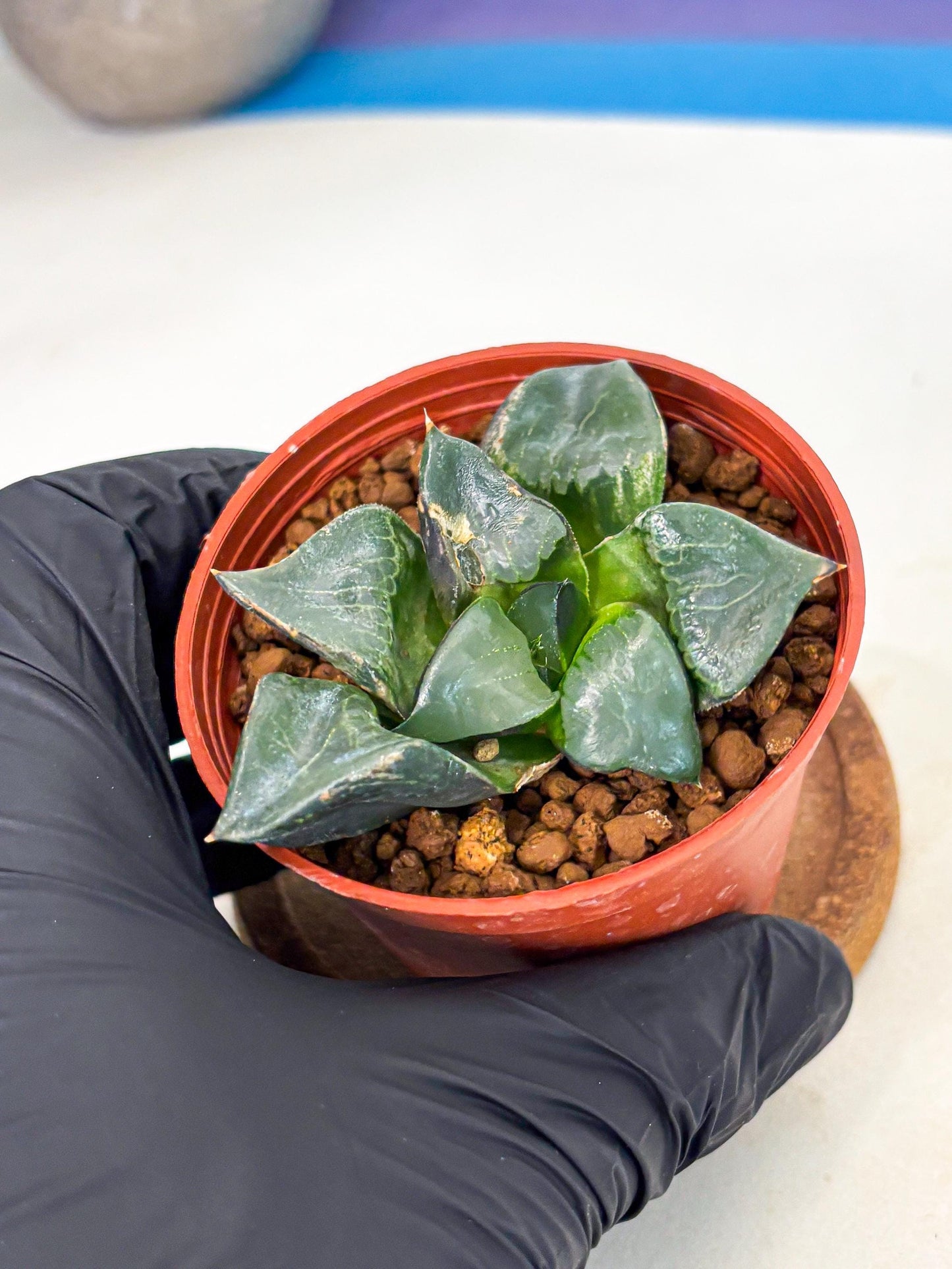 Haworthia Long Xi (wa5) (r13) | Hong Kong Import