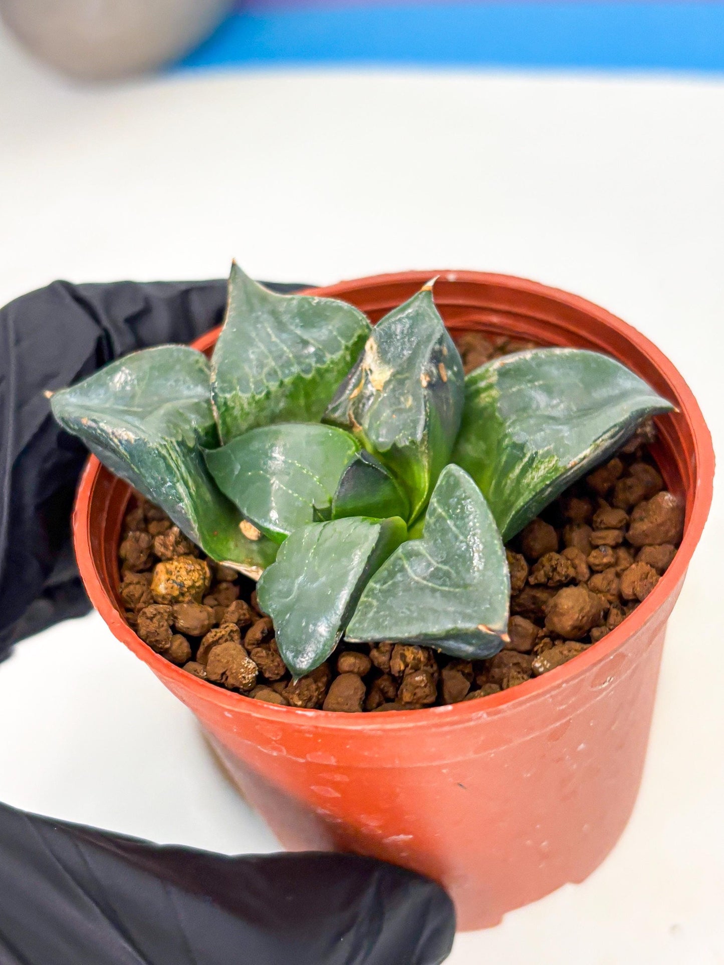 Haworthia Long Xi (wa5) (r13) | Hong Kong Import