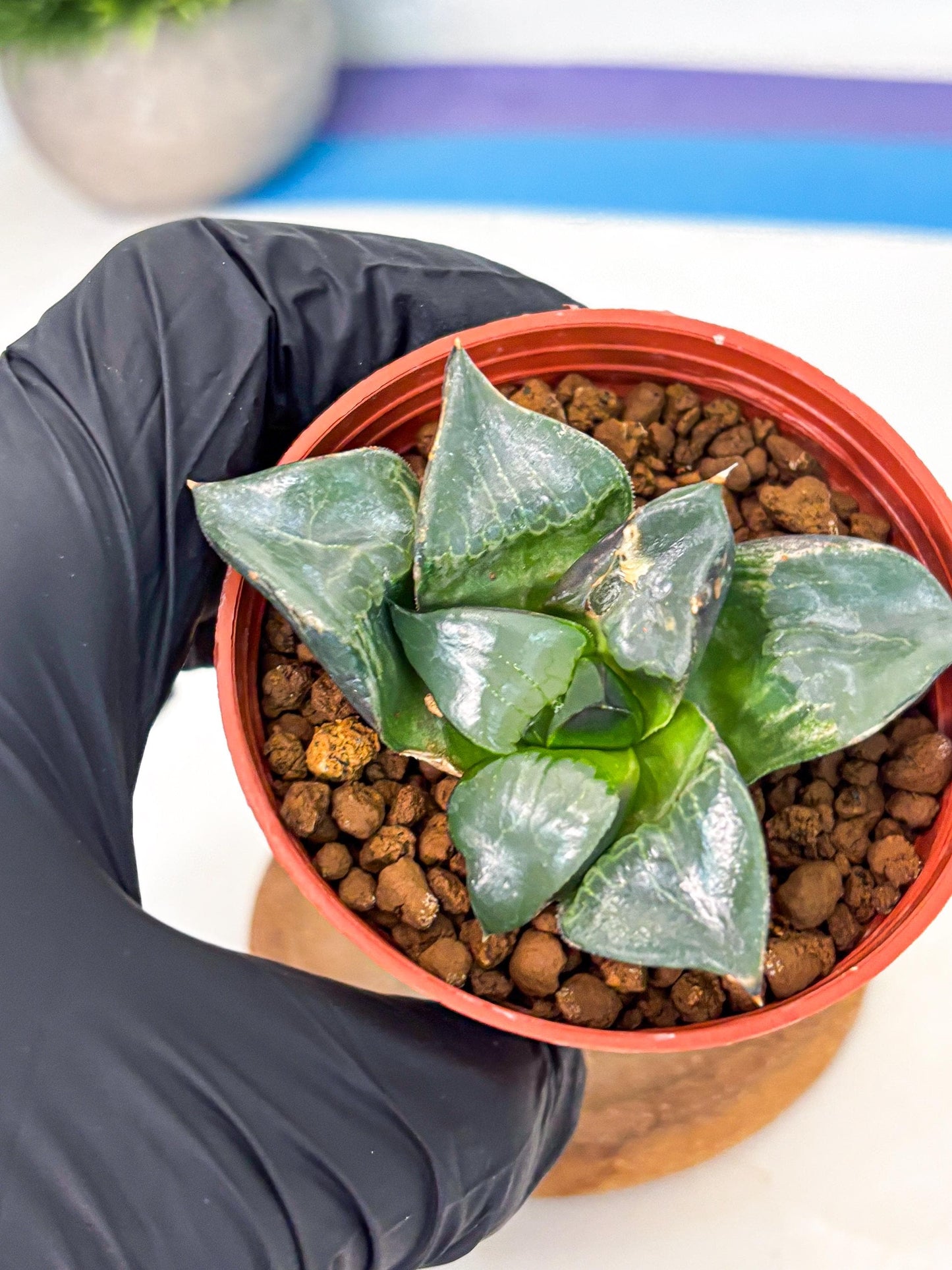 Haworthia Long Xi (wa5) (r13) | Hong Kong Import