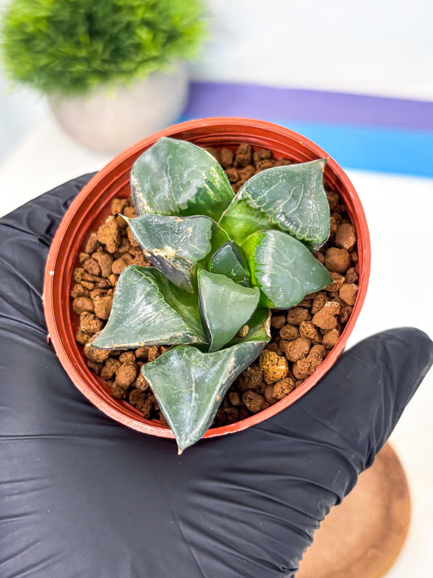 Haworthia Long Xi (wa5) (r13) | Hong Kong Import