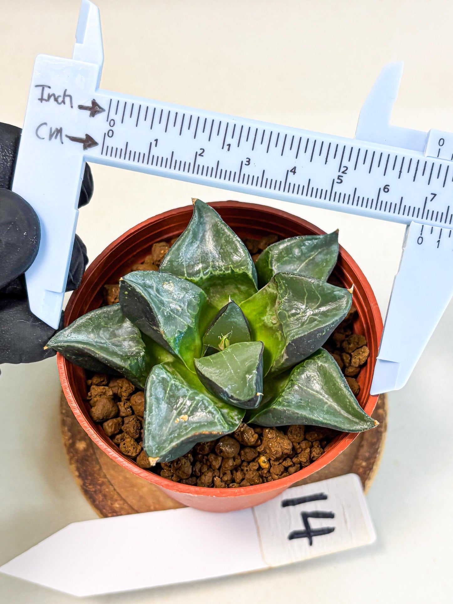 Haworthia Long Xi (wa5) (r14) | Hong Kong Import