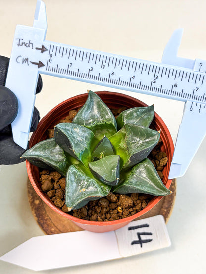 Haworthia Long Xi (wa5) (r14) | Hong Kong Import