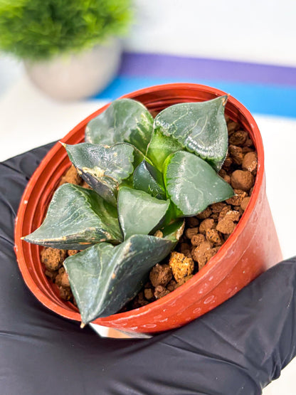 Haworthia Long Xi (wa5) (r13) | Hong Kong Import
