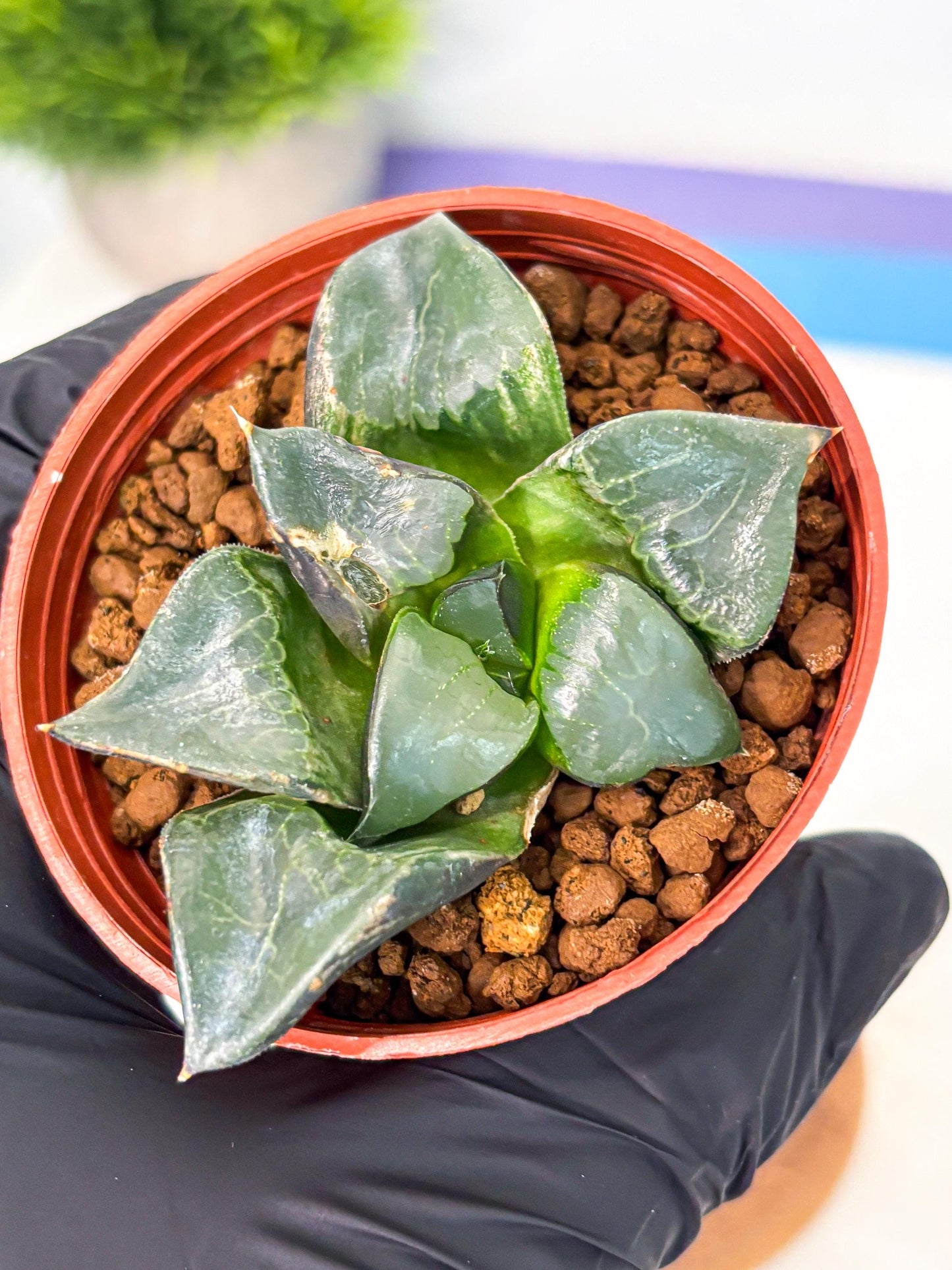 Haworthia Long Xi (wa5) (r13) | Hong Kong Import