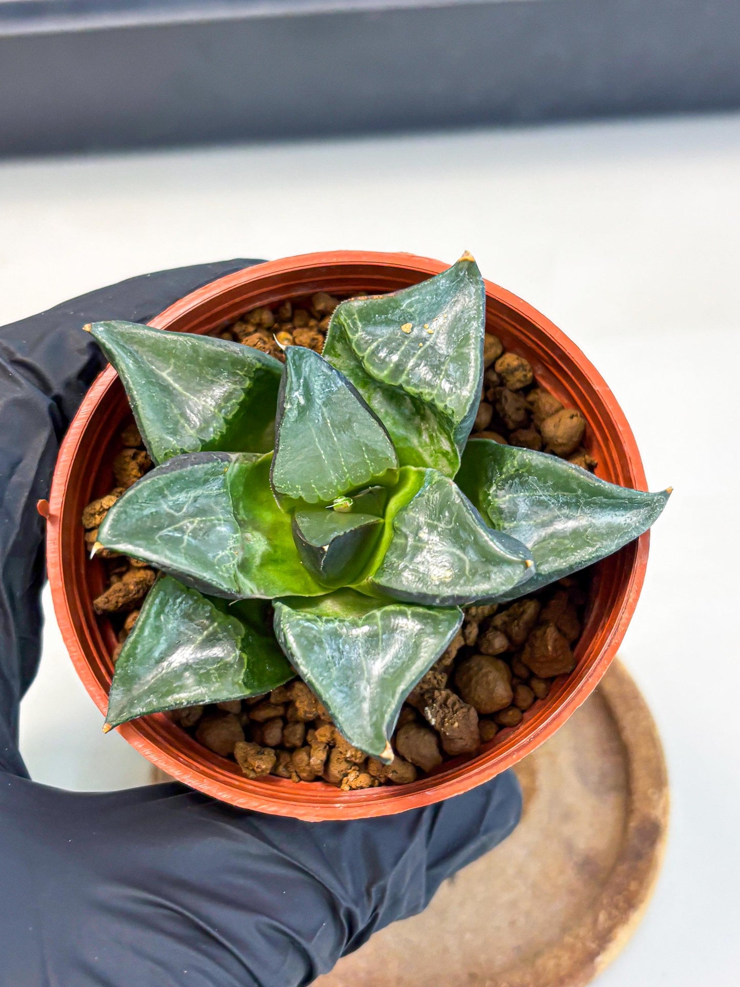 Haworthia Long Xi (wa5) (r14) | Hong Kong Import