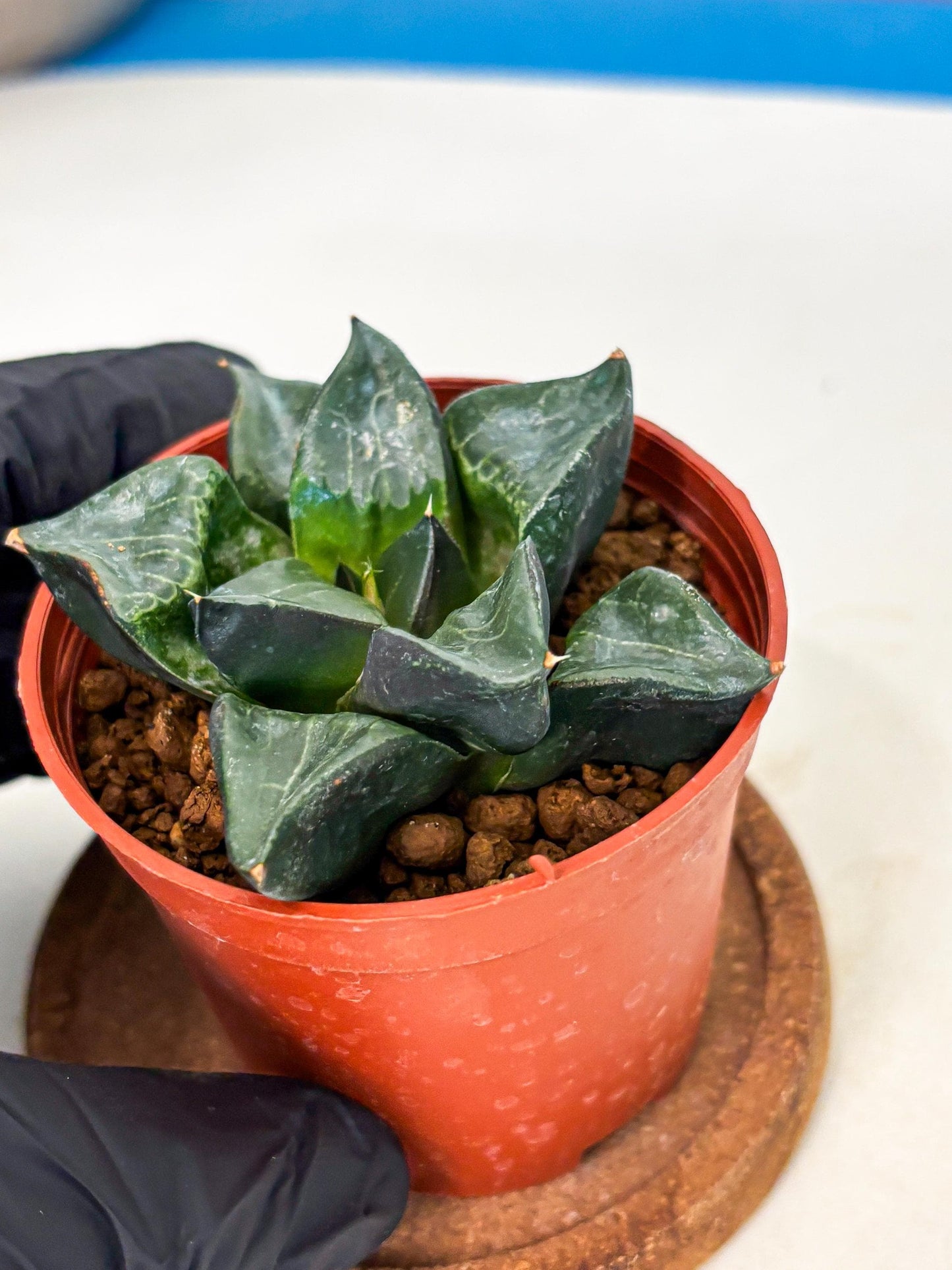 Haworthia Long Xi (wa5) (r14) | Hong Kong Import