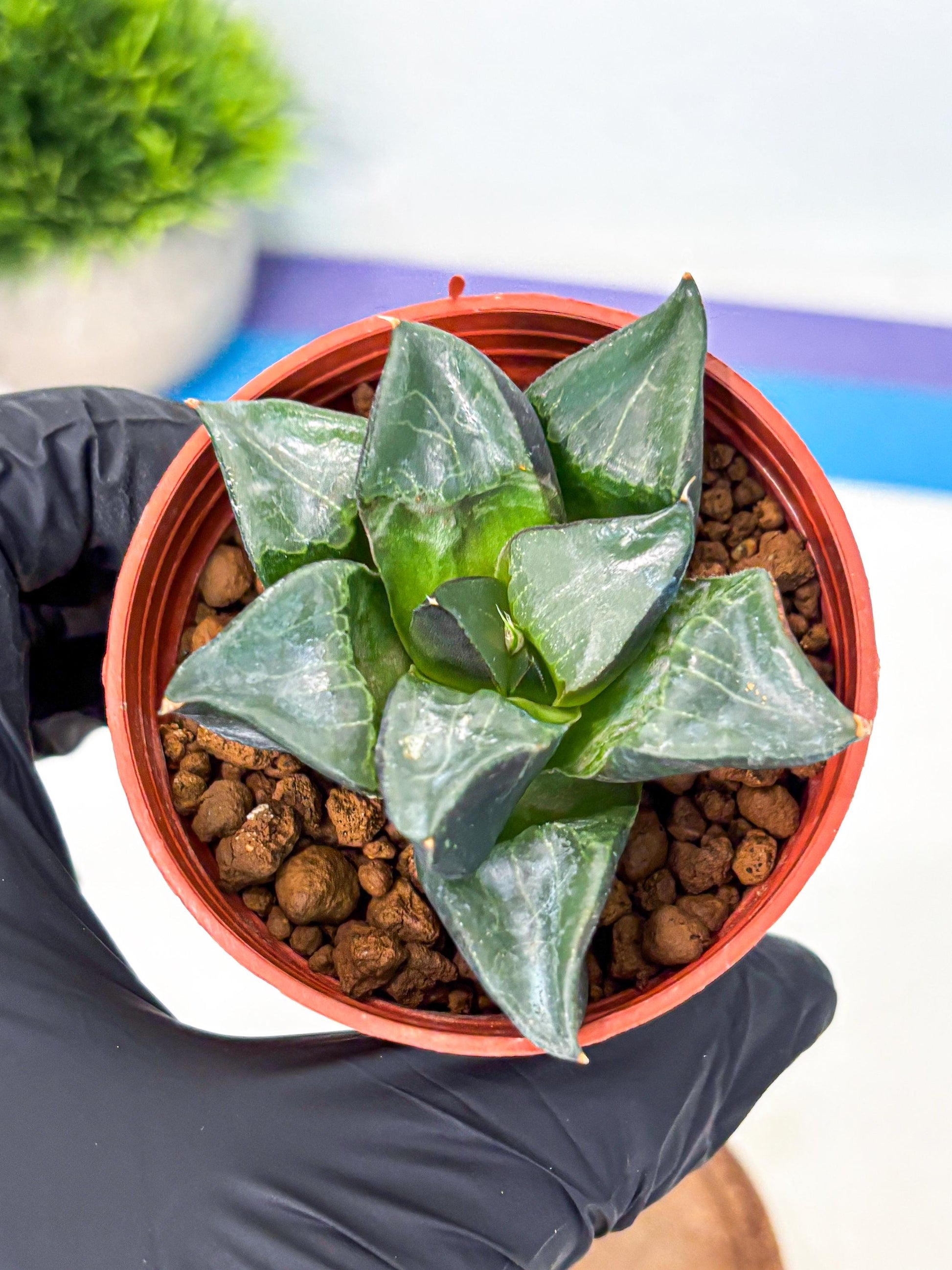 Haworthia Long Xi (wa5) (r14) | Hong Kong Import