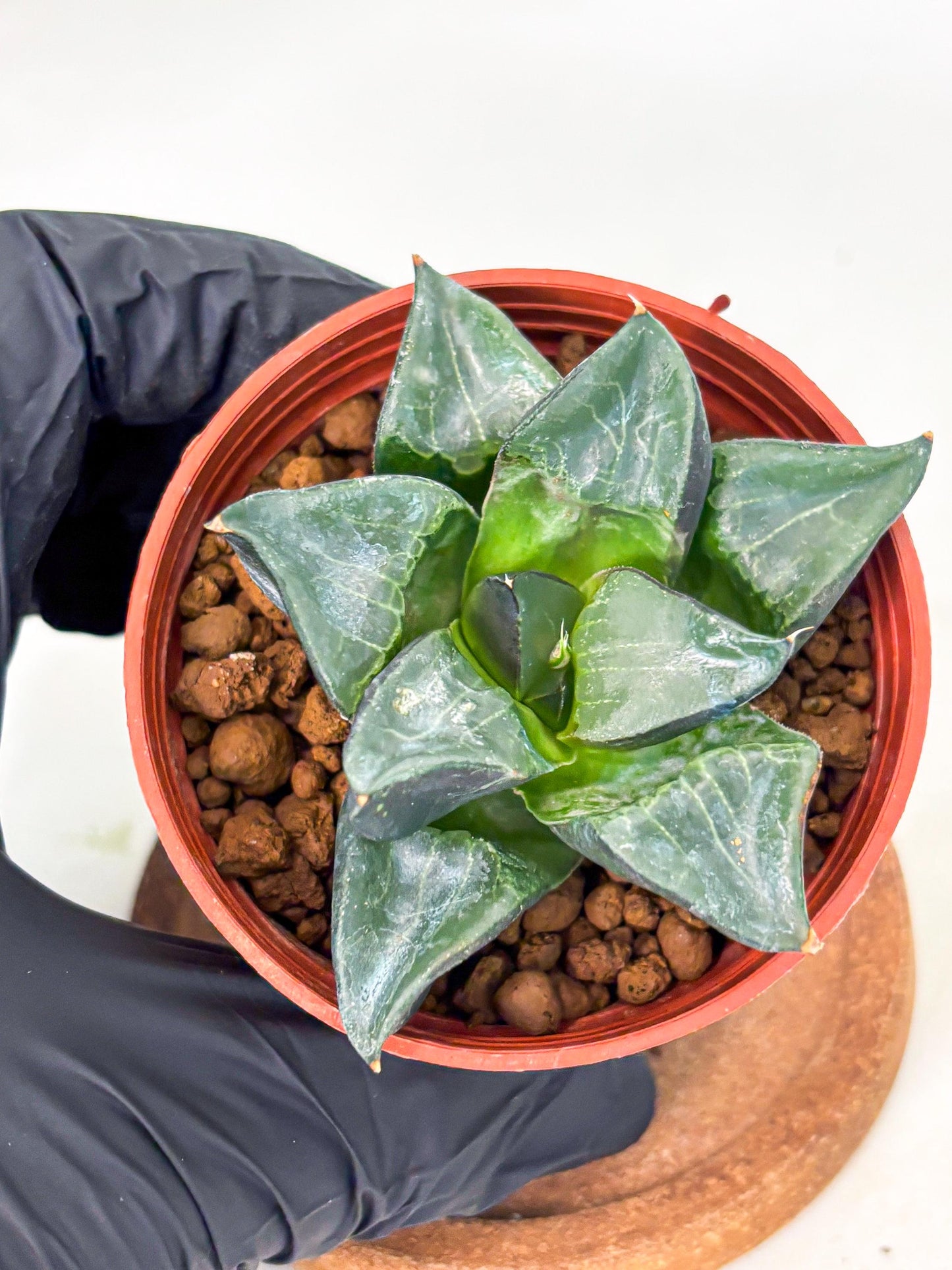 Haworthia Long Xi (wa5) (r14) | Hong Kong Import