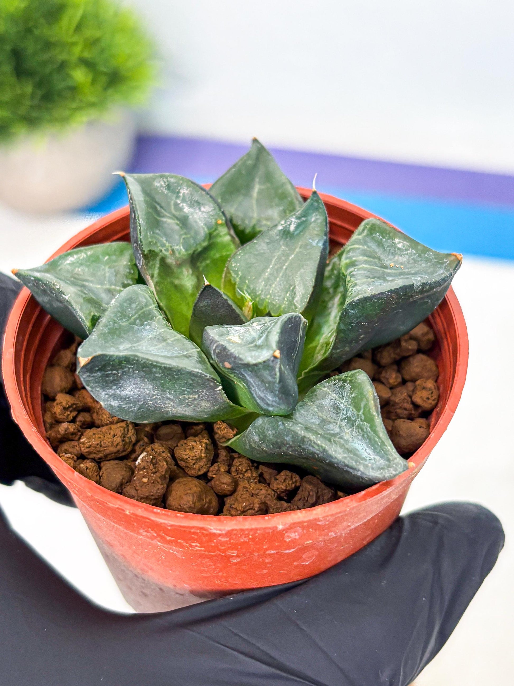 Haworthia Long Xi (wa5) (r14) | Hong Kong Import
